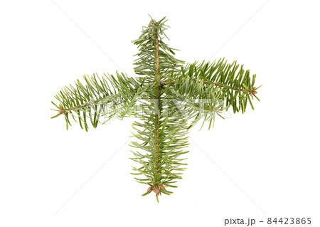 Spruce branch isolated on white background. High resolution photo. 84423865
