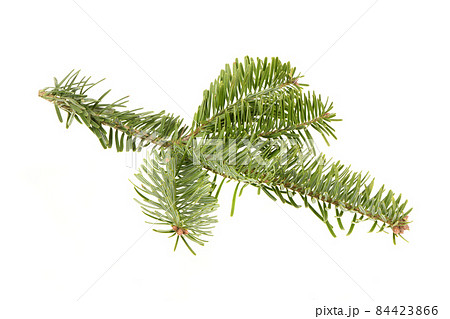 Spruce branch isolated on white background. High resolution photo. 84423866