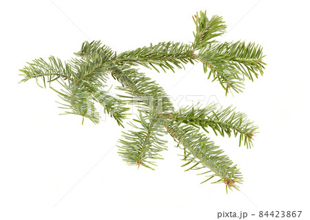 Spruce branch isolated on white background. High resolution photo. 84423867