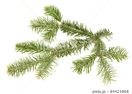 Spruce branch isolated on white background. High resolution photo. Spruce branch isolated on white background. High resolution photo. 84423868