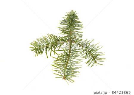 Spruce branch isolated on white background. High resolution photo. 84423869