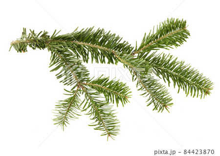 Spruce branch isolated on white background. High resolution photo. Spruce branch isolated on white background. High resolution photo. 84423870