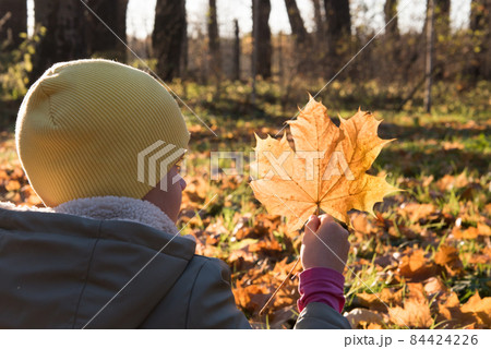 A child in autumn clothes examines a yellow maple leaf. Child in the rays of the setting sun A child in autumn clothes examines a yellow maple leaf. Child in the rays of the setting sun 84424226