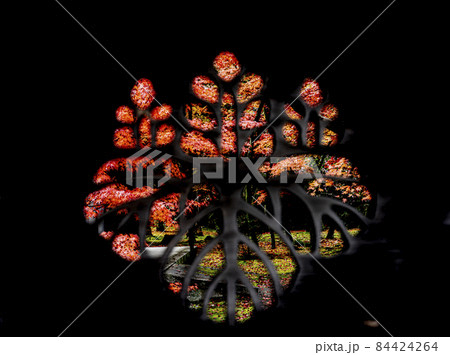 秋の紅葉の庭 秋の紅葉の庭 84424264