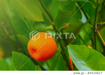 The fruit of the mandarin on the background of green branches and leaves. 84424627