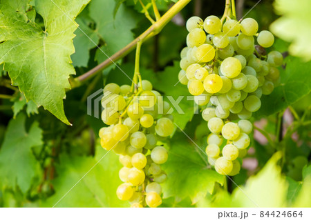 Ripe white grape bunches on a vineyard in summer. Good harvest for prosecco or sparkling wine production. Ripe white grape bunches on a vineyard in summer. Good harvest for prosecco or sparkling wine production. 84424664