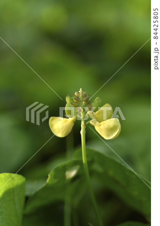 奄美大島の海岸植物 ハマアズキ(マメ科) 奄美大島の海岸植物 ハマアズキ(マメ科) 84425805