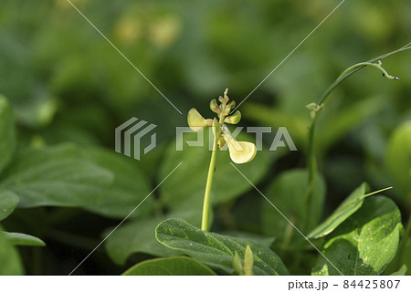 奄美大島の海岸植物 ハマアズキ(マメ科) 奄美大島の海岸植物 ハマアズキ(マメ科) 84425807