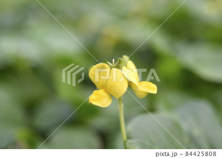 奄美大島の海岸植物 ハマアズキ(マメ科) 奄美大島の海岸植物 ハマアズキ(マメ科) 84425808