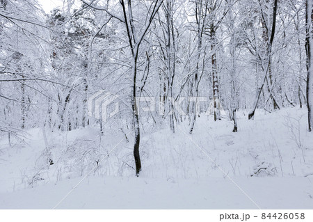 different types of bare deciduous trees without foliage different types of bare deciduous trees without foliage 84426058