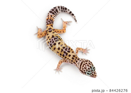 Leopard gecko or Eublepharis macularius isolated on white background with clipping path and full depth of field. Top view. Flat lay 84426276
