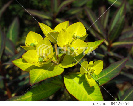 Big yellow milkweed flower. Big yellow milkweed flower. 84426456