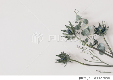 Green Eucalyptus leaves, branches. Blue limonium and Eryngium thistle, sea holly plants isolated on white table background. Decorative floral composition. Natural styled stock flat lay image, top view 84427696