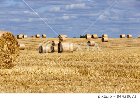 stubble from wheat on a rural field 84428673