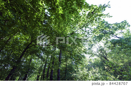 foliage of the trees is illuminated by bright sunlight 84428707