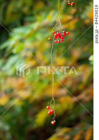 秋の紅葉している山のハイキング道で赤い実を付け垂れ下がる有毒植物のズルカラマ 84429019