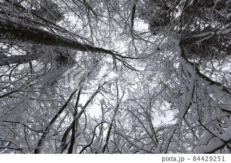 park are covered with snow in winter 84429251