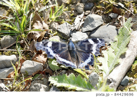 ルリタテハ ルリタテハ 84429696