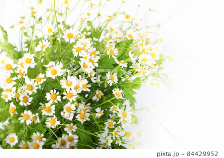 blurred gentle background with daisies spring summer 84429952