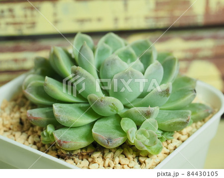 多肉植物ヒューミリス×メキシコミニマ 多肉植物ヒューミリス×メキシコミニマ 84430105