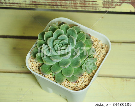 多肉植物ヒューミリス×メキシコミニマ 多肉植物ヒューミリス×メキシコミニマ 84430109