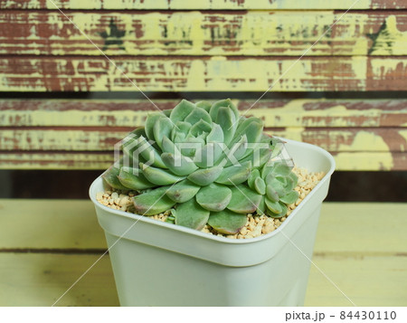 多肉植物ヒューミリス×メキシコミニマ 多肉植物ヒューミリス×メキシコミニマ 84430110