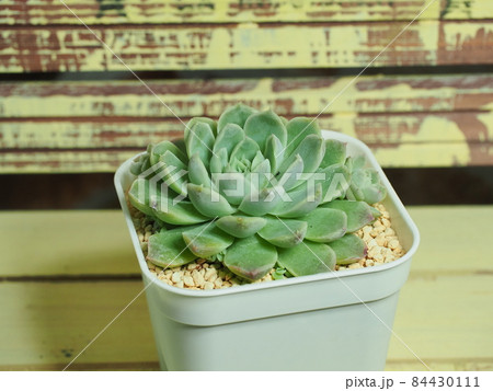 多肉植物ヒューミリス×メキシコミニマ 多肉植物ヒューミリス×メキシコミニマ 84430111