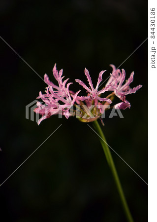 ダイヤモンドリリー 84430186