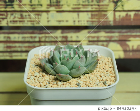 多肉植物下山コロラータ×リラシナ 多肉植物下山コロラータ×リラシナ 84430247
