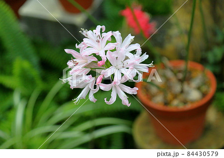 ネリネの花 ダイヤモンドリリーの写真素材