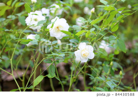 バラの花 シュネービッチェン バラの花 シュネービッチェン 84430588