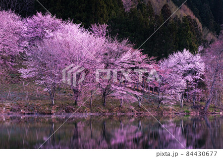 中綱湖の桜 84430677