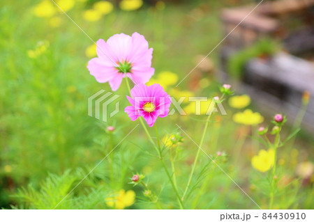 コスモスの花 84430910
