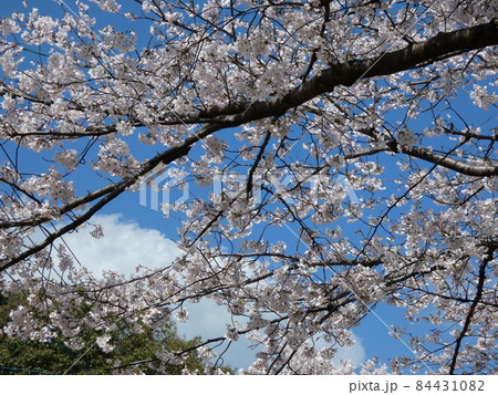 青空に咲く桜 青空に咲く桜 84431082