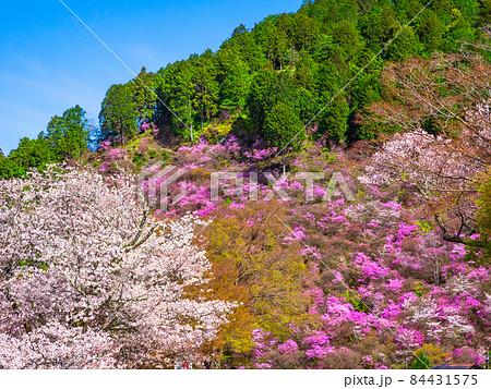 京都高雄のツツジと山桜 京都高雄のツツジと山桜 84431575