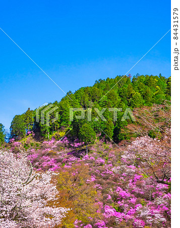 京都高雄のツツジと山桜 84431579