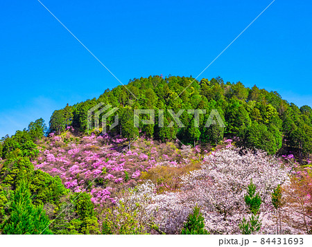 京都高雄のツツジと山桜 84431693