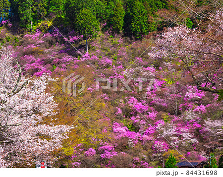 京都高雄のツツジと山桜 京都高雄のツツジと山桜 84431698