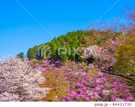 京都高雄のツツジと山桜 84431730