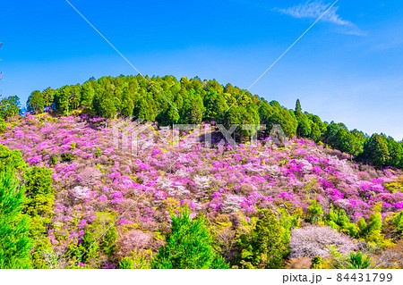京都高雄のツツジと山桜 京都高雄のツツジと山桜 84431799