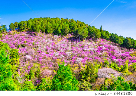 京都高雄のツツジと山桜 84431800