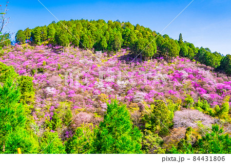 京都高雄のツツジと山桜 84431806