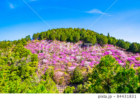 京都高雄のツツジと山桜 京都高雄のツツジと山桜 84431831