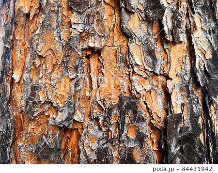 大木の樹皮のテクスチャ 02の写真素材