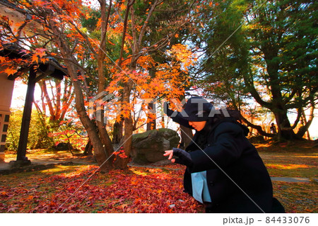 安曇野の旅先で紅葉を楽しむ女性 安曇野の旅先で紅葉を楽しむ女性 84433076