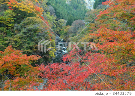 埼玉県秩父市大滝　奥秩父荒川沿い金蔵落しの渓流の紅葉 84433379