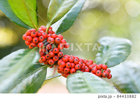 タラヨウの実 多羅葉 タラヨウの実 多羅葉 84433882