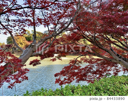 水辺の紅葉　［東公園あしのべ池/愛知県岡崎市］ 84433890