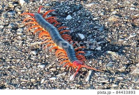 トビズムカデレッドレッグ トビズムカデレッドレッグ 84433893