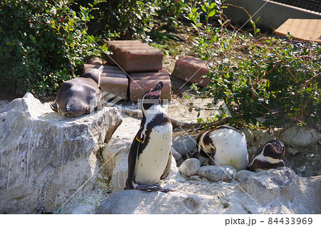 フンボルトペンギン　可愛い動物　天王寺動物園　ペンギン 84433969
